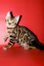 Best | Bengal Kitten