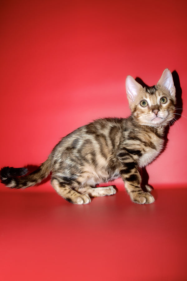 Best | Bengal Kitten