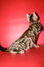 Best | Bengal Kitten