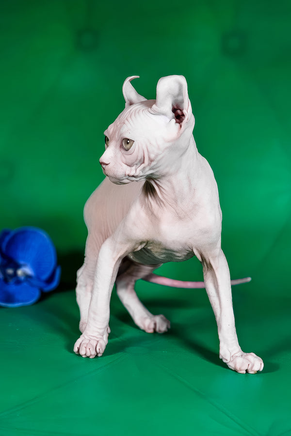 Birkin | Elf Sphynx Kitten