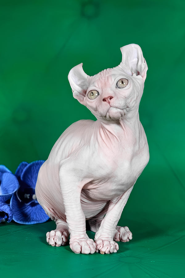 Birkin | Elf Sphynx Kitten