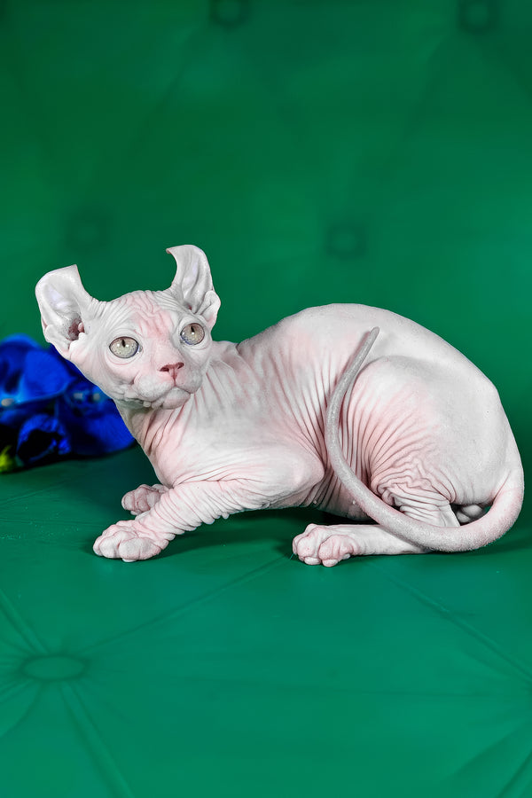 Birkin | Elf Sphynx Kitten