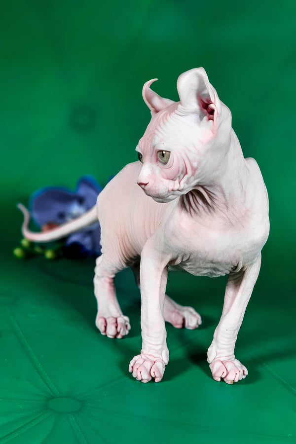 Birkin | Elf Sphynx Kitten