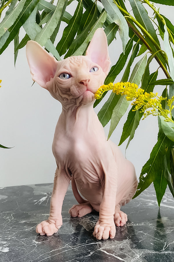 Biscuit | Canadian Sphynx Kitten
