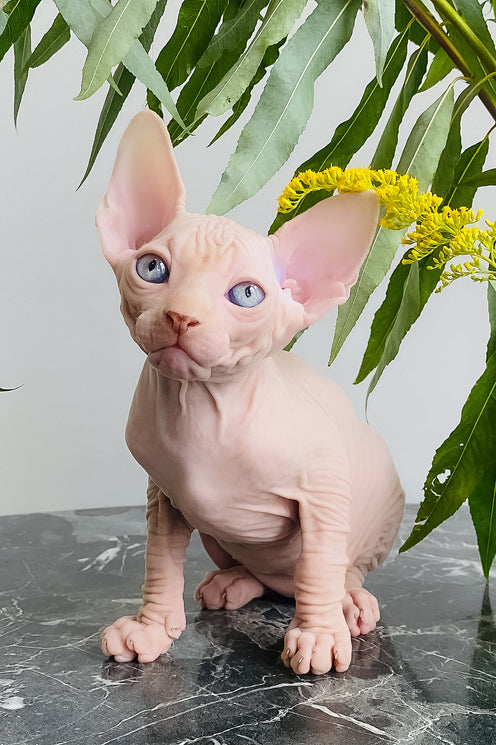 Biscuit | Canadian Sphynx Kitten