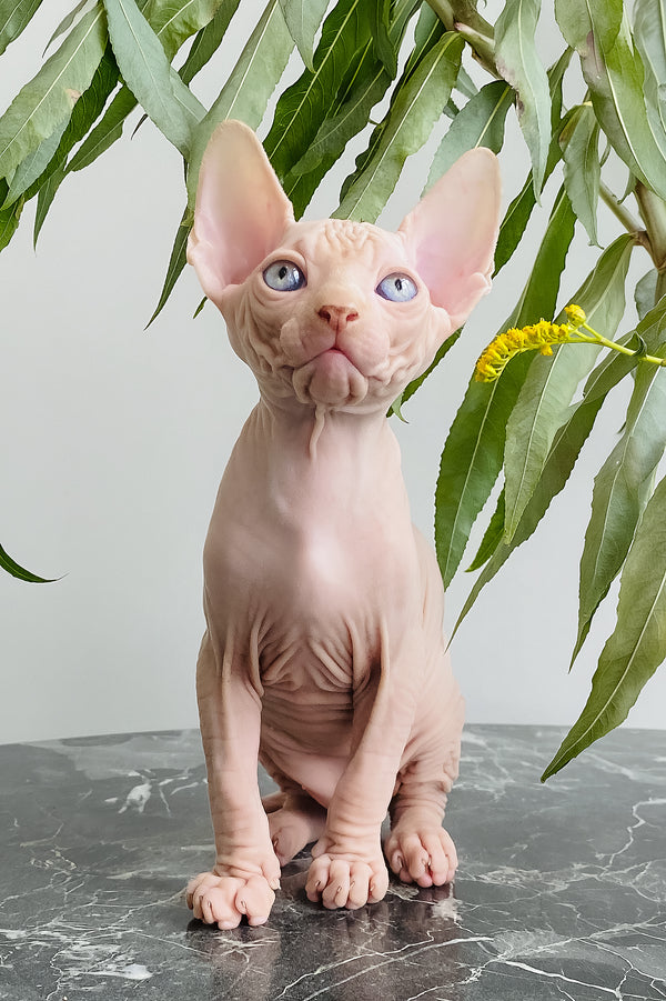 Biscuit | Canadian Sphynx Kitten