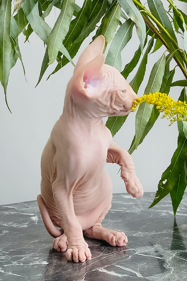 Biscuit | Canadian Sphynx Kitten