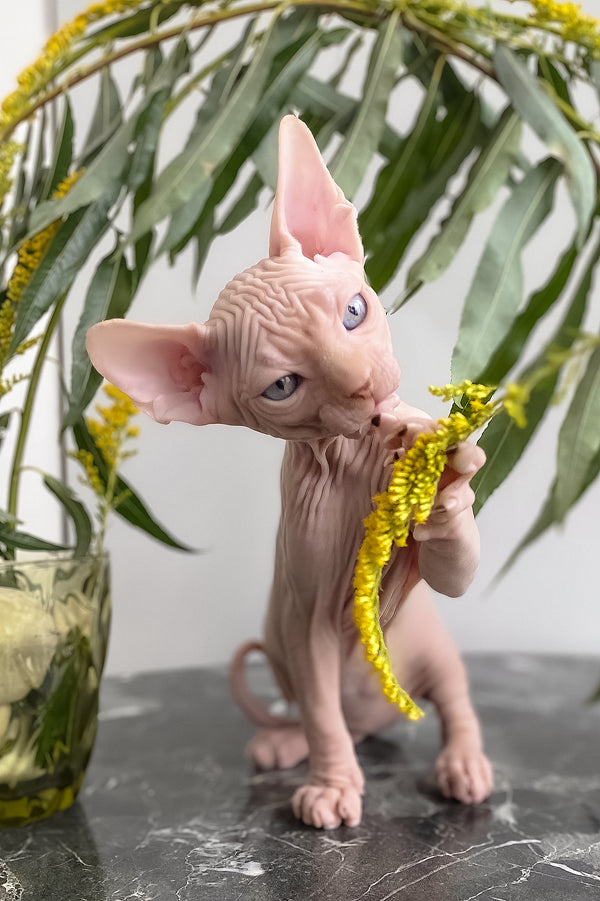 Biscuit | Canadian Sphynx Kitten