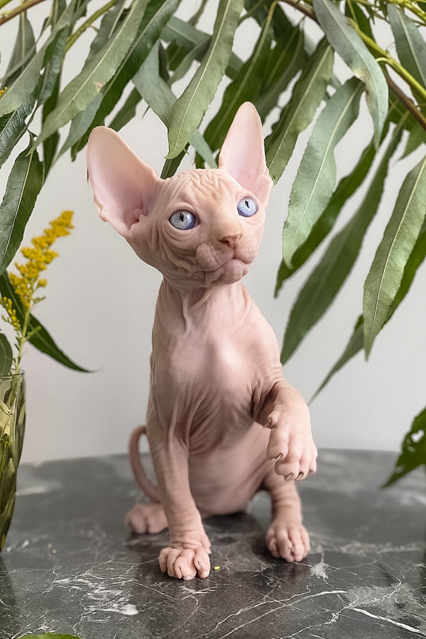 Biscuit | Canadian Sphynx Kitten