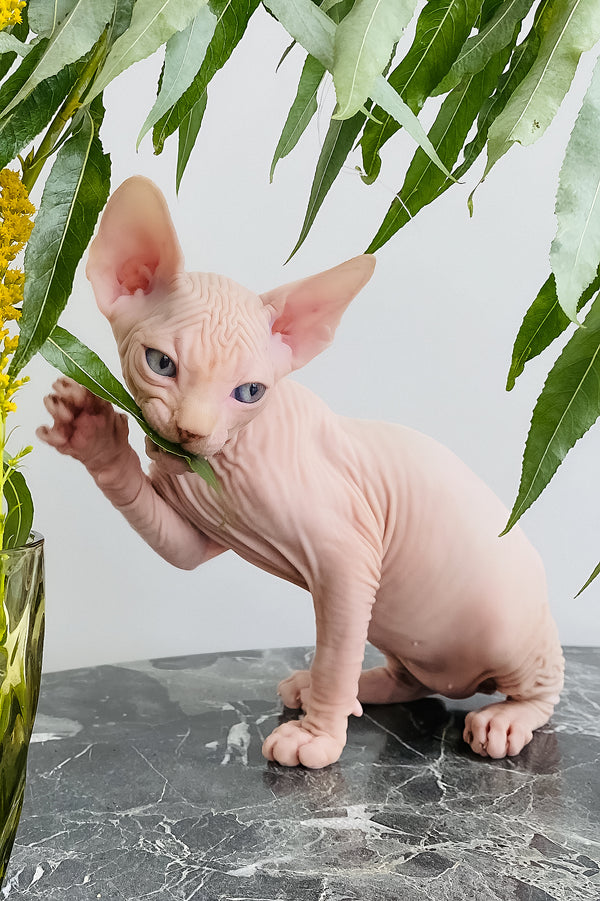 Biscuit | Canadian Sphynx Kitten