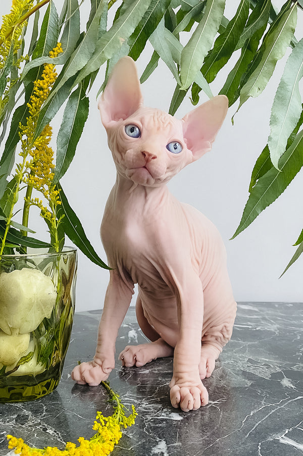 Biscuit | Canadian Sphynx Kitten