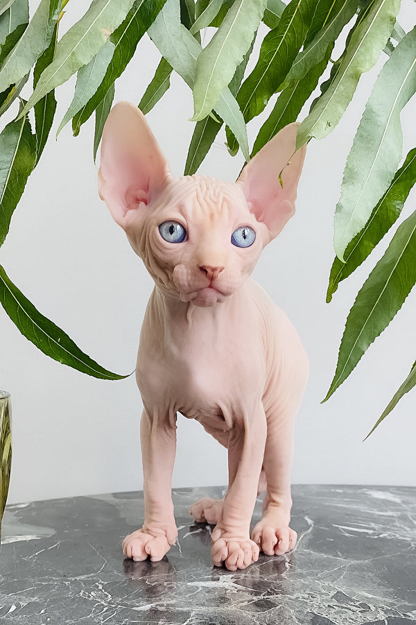 Biscuit | Canadian Sphynx Kitten