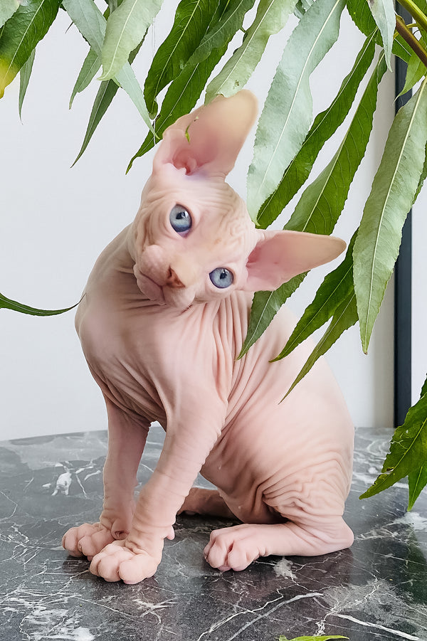 Biscuit | Canadian Sphynx Kitten