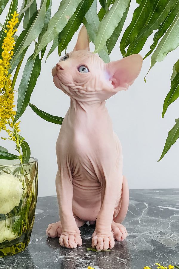 Biscuit | Canadian Sphynx Kitten