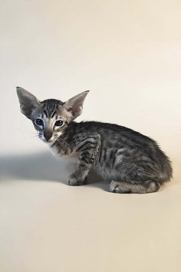 Biscuit | Oriental Shorthair Kitten