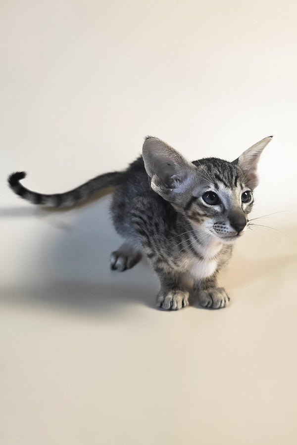 Biscuit | Oriental Shorthair Kitten