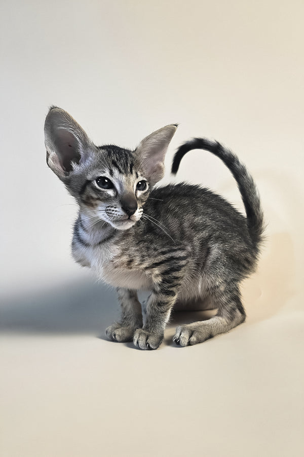 Biscuit | Oriental Shorthair Kitten