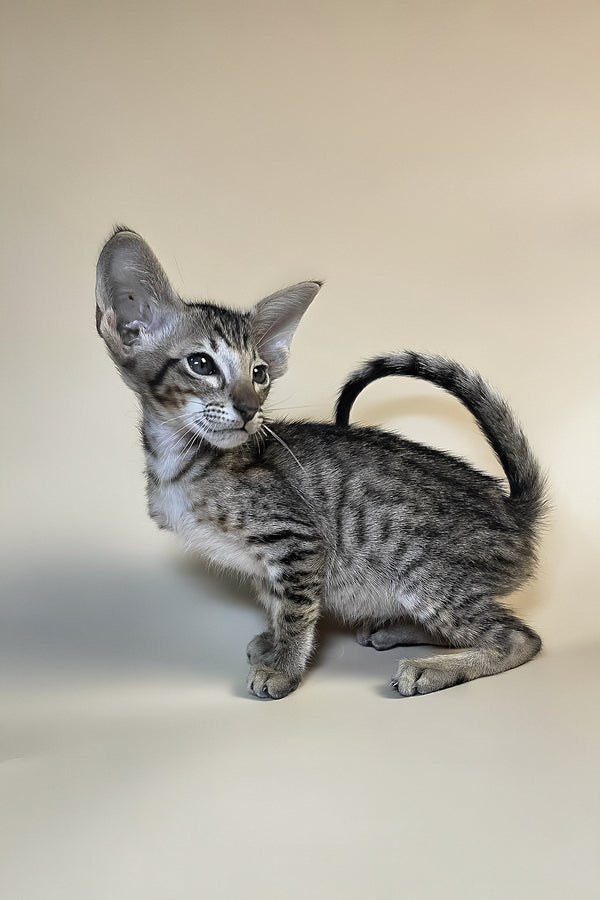 Biscuit | Oriental Shorthair Kitten