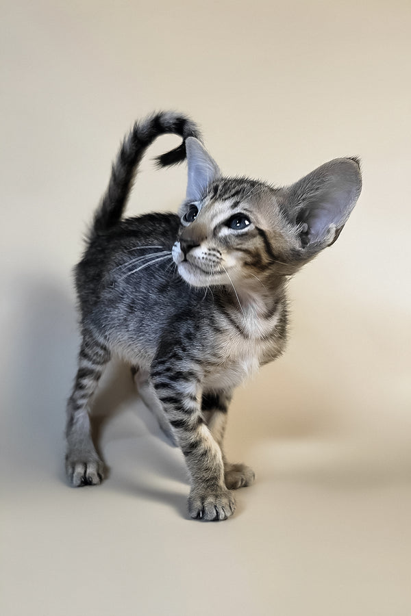 Biscuit | Oriental Shorthair Kitten