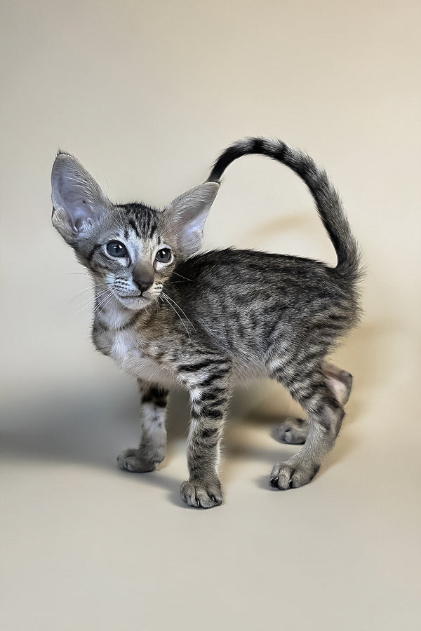 Biscuit | Oriental Shorthair Kitten