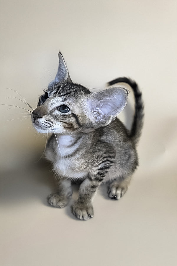 Biscuit | Oriental Shorthair Kitten