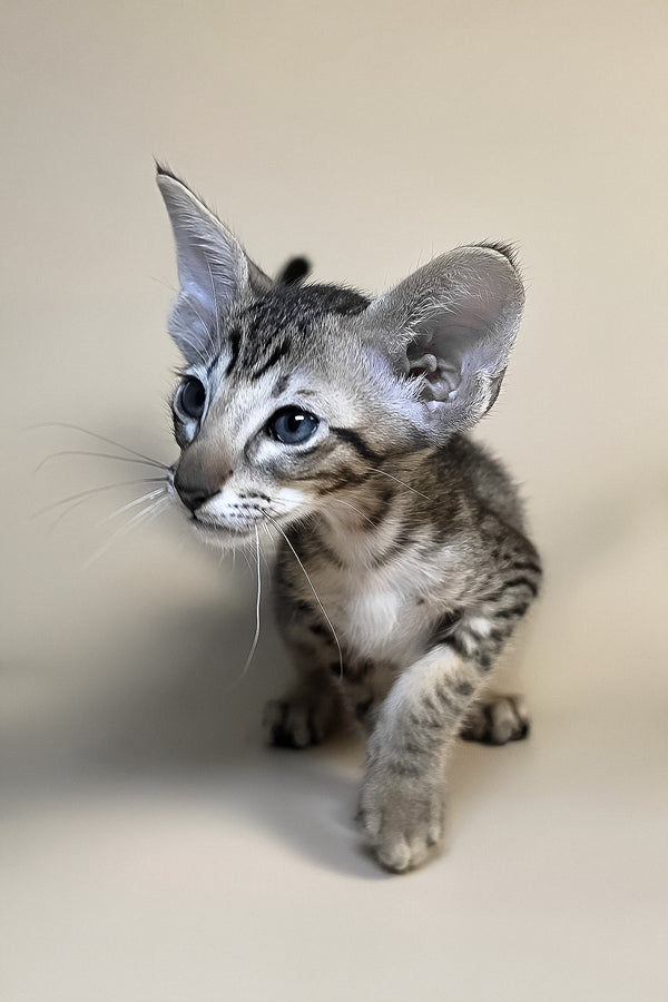 Biscuit | Oriental Shorthair Kitten