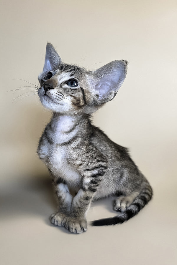 Biscuit | Oriental Shorthair Kitten