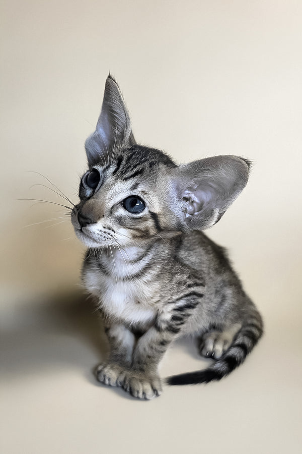 Biscuit | Oriental Shorthair Kitten