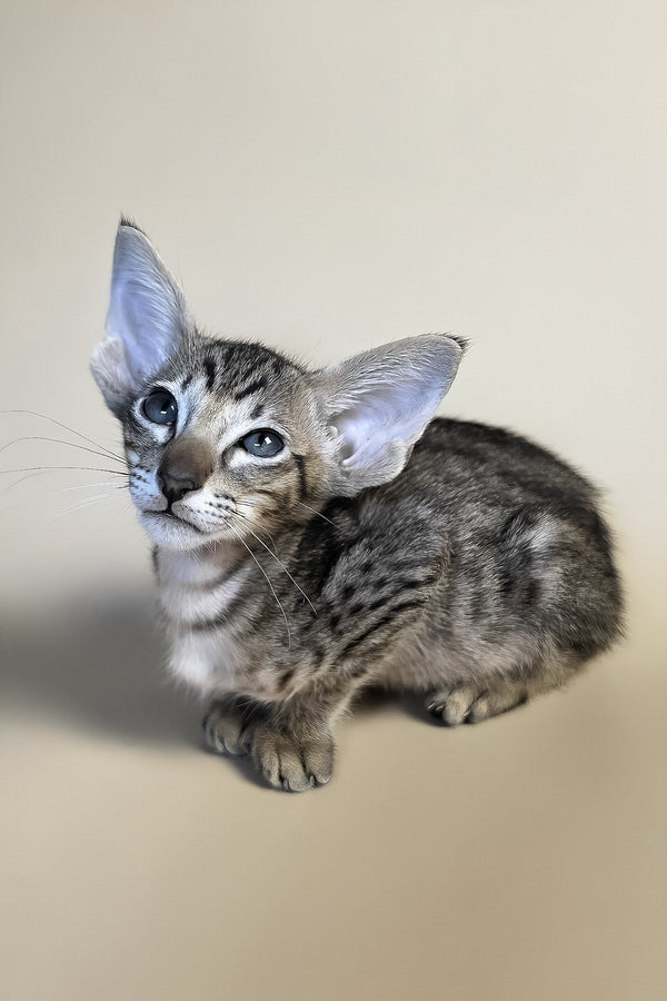 Biscuit | Oriental Shorthair Kitten