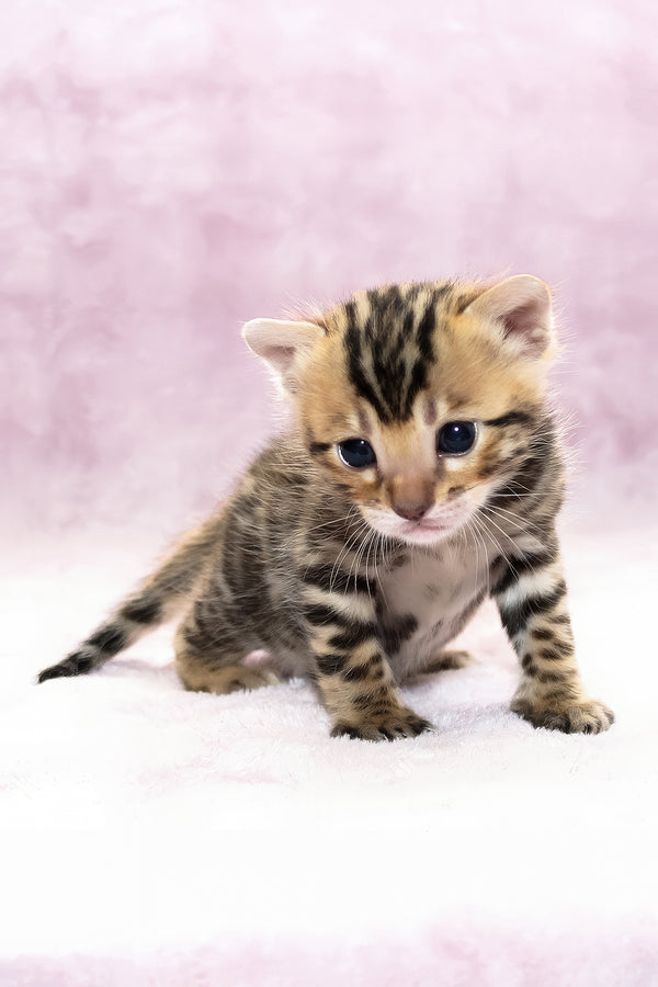 Black Jack | Bengal Kitten
