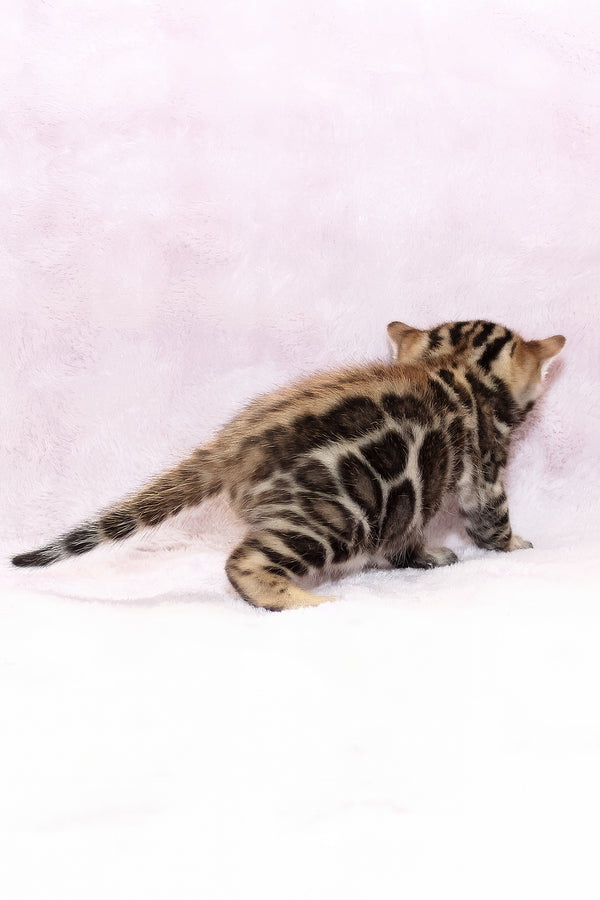 Black Jack | Bengal Kitten