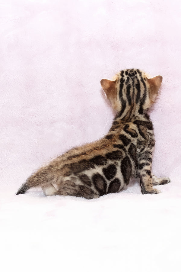 Black Jack | Bengal Kitten