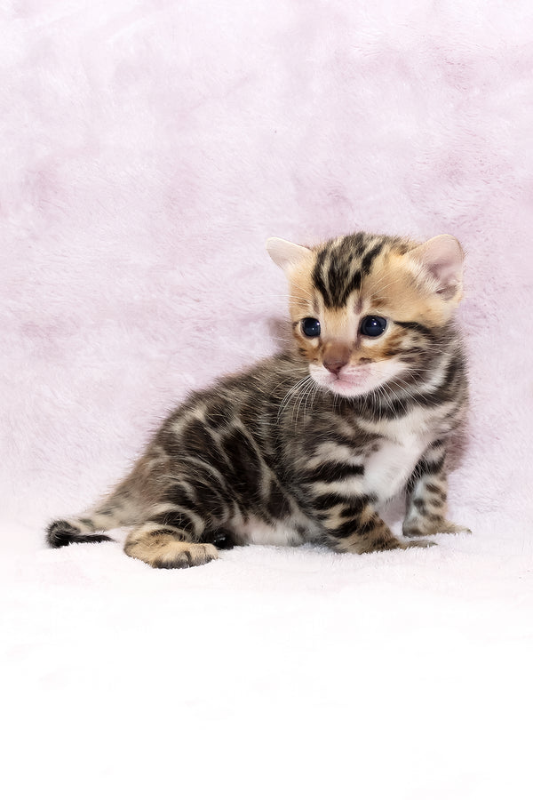 Black Jack | Bengal Kitten