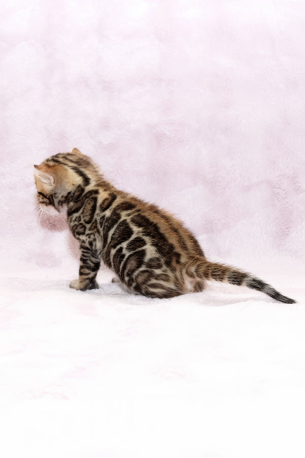 Black Jack | Bengal Kitten