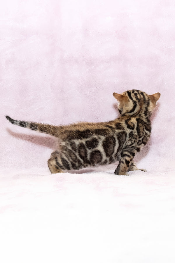 Black Jack | Bengal Kitten