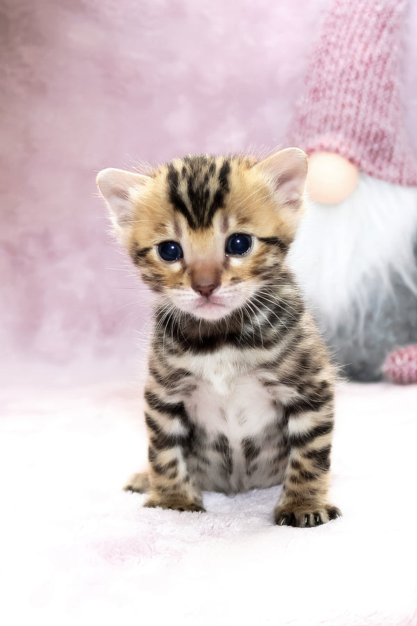 Black Jack | Bengal Kitten