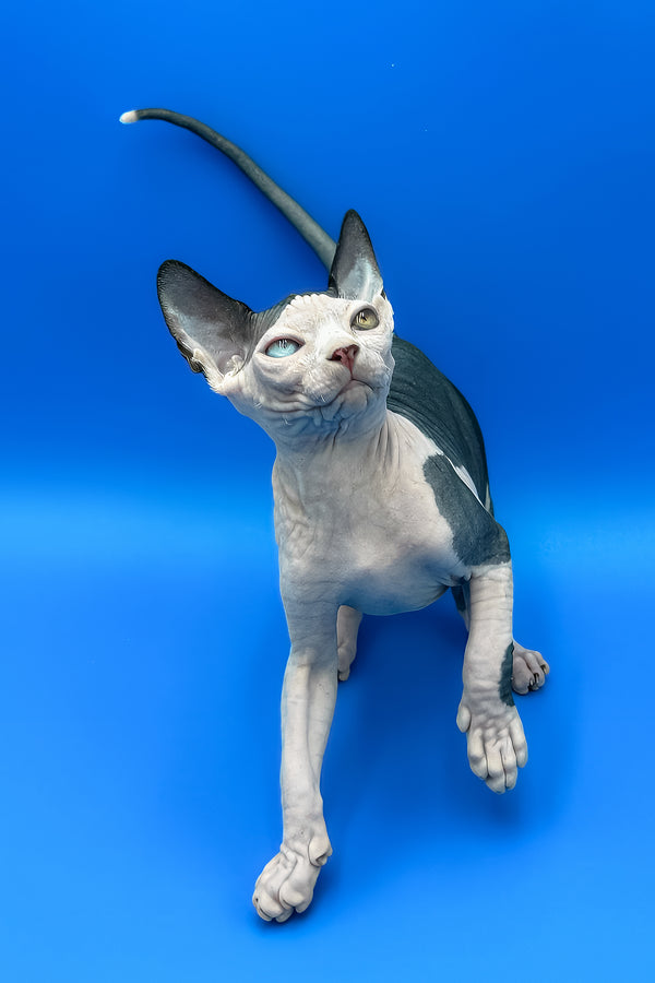 Blondie | Sphynx Kitten