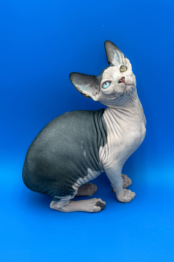 Blondie | Sphynx Kitten