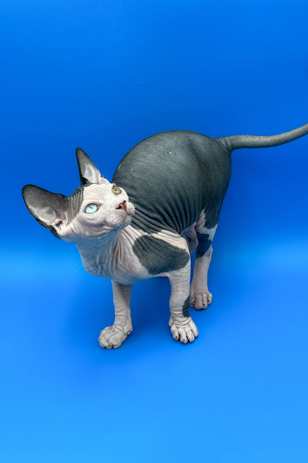 Blondie | Sphynx Kitten