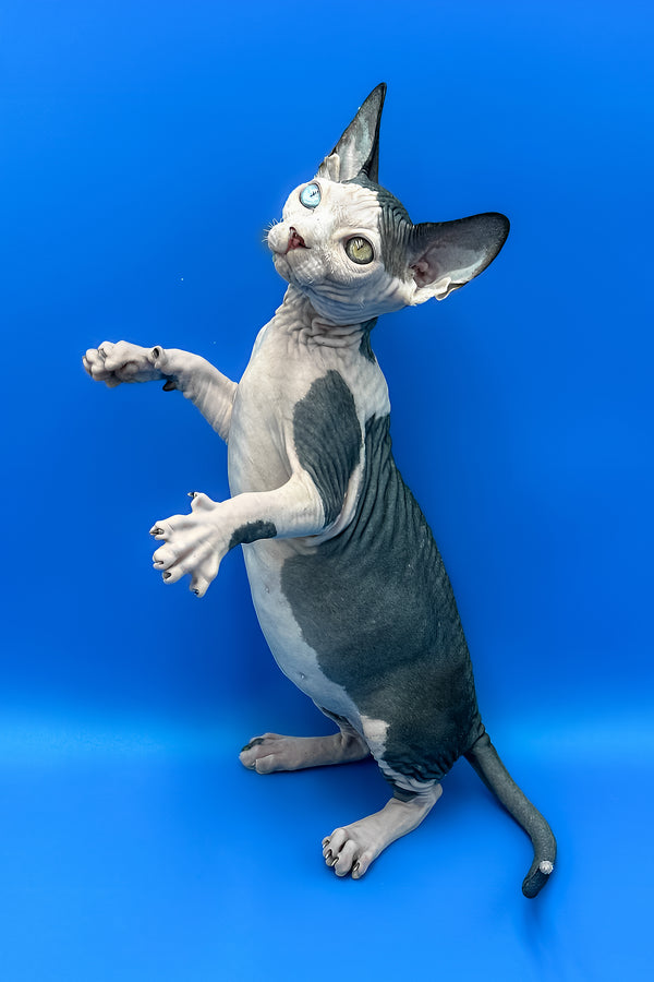 Blondie | Sphynx Kitten