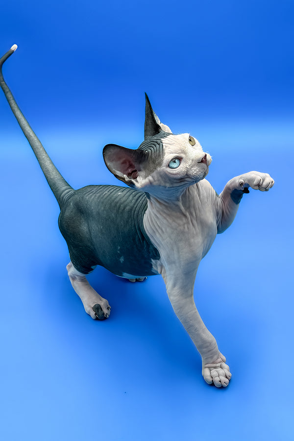 Blondie | Sphynx Kitten