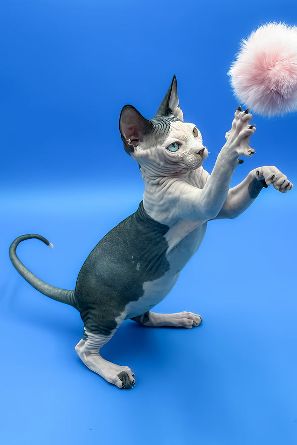 Blondie | Sphynx Kitten