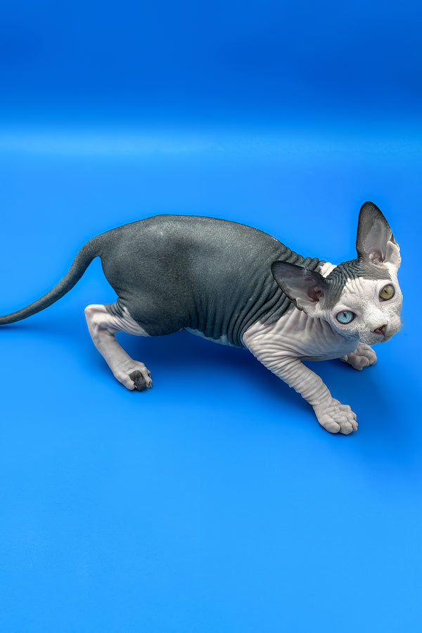 Blondie | Sphynx Kitten