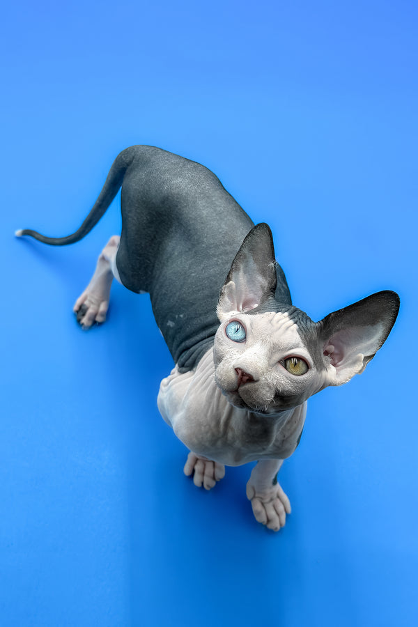 Blondie | Sphynx Kitten