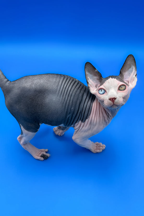 Blondie | Sphynx Kitten