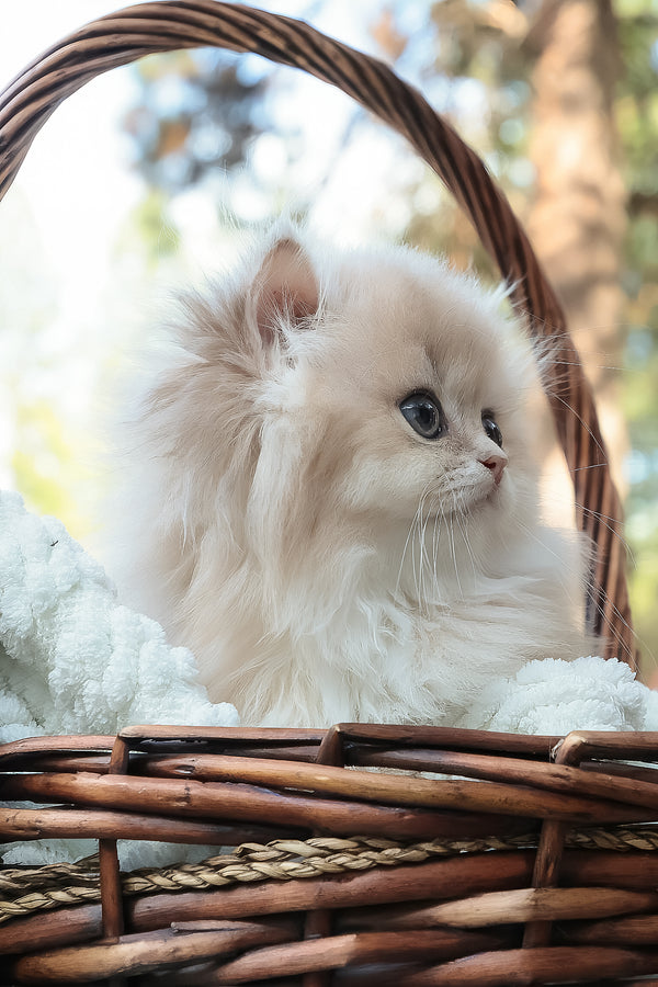 Blossom | British Longhair Kitten