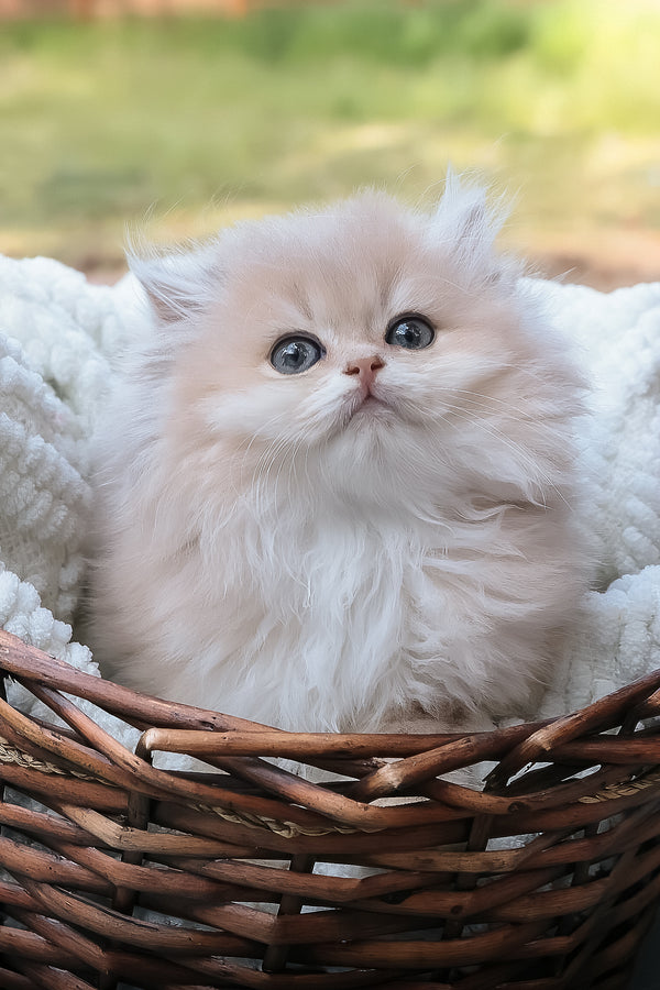 Blossom | British Longhair Kitten