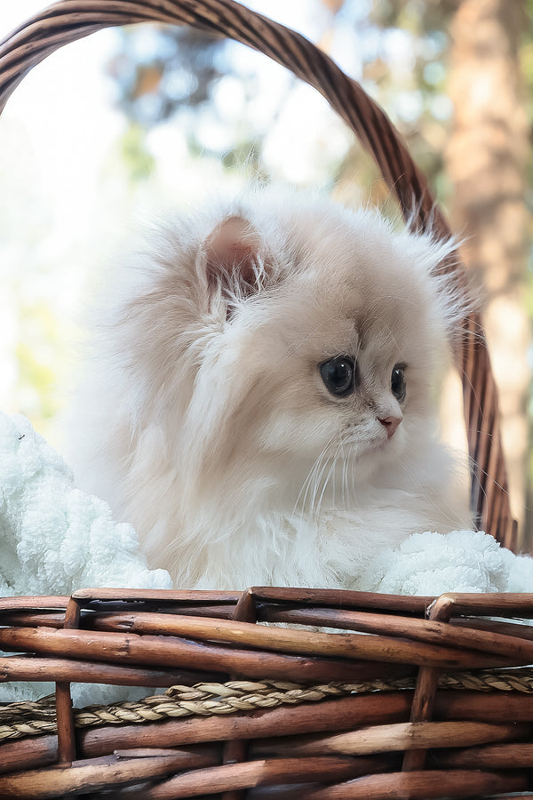 Blossom | British Longhair Kitten