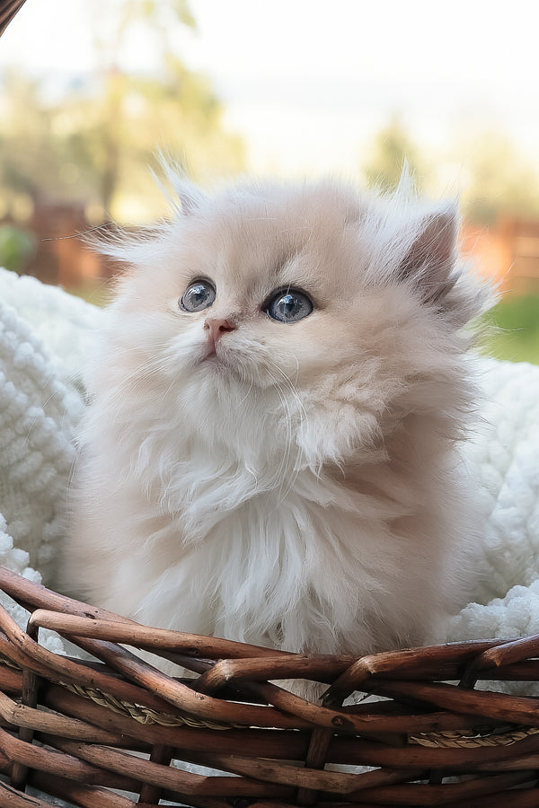 Blossom | British Longhair Kitten