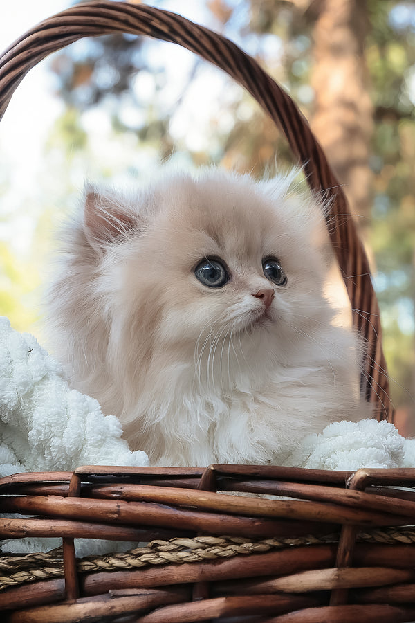 Blossom | British Longhair Kitten